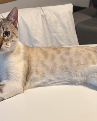 Bengala maschio per monta