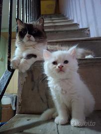 Gattini Ragdoll/ Persiano