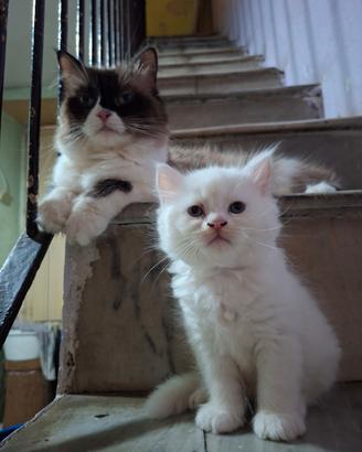 Gattini Ragdoll/ Persiano