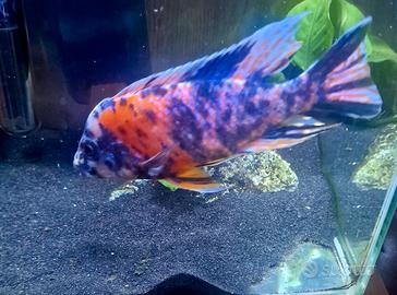 Pesce