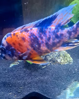 Pesce