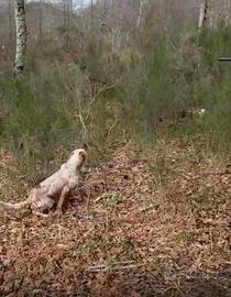 Cuccioloni giovani setter