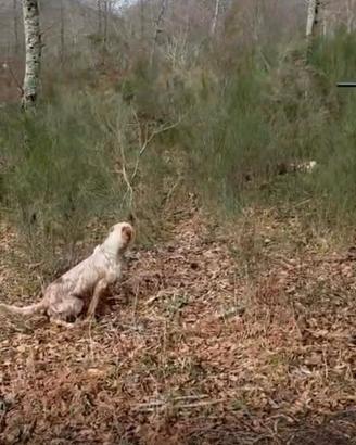 Cuccioloni giovani setter