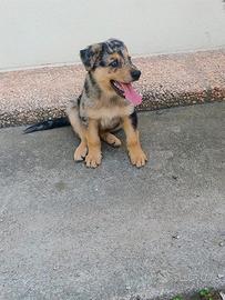 Cuccioli pastore