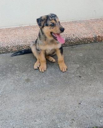 Cuccioli pastore