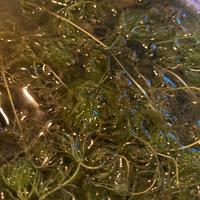 Ceratophyllum demersum (pianta per acquario)
