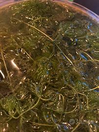 Ceratophyllum demersum (pianta per acquario)