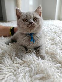 British shorthair con pedigree