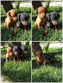 Pincher Nano Cuccioli Zwergpincher