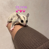 Petauri dello zucchero