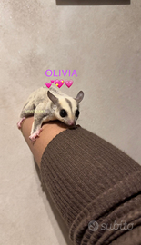 Petauri dello zucchero