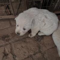 Cuccioli pastore maremmano