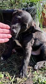 Due cuccioli meticci