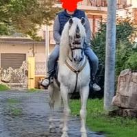 Andaluso sella e carrozza