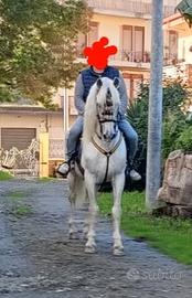 Andaluso sella e carrozza