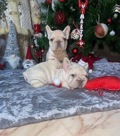 Cuccioli di bulldog francese big rope platinum