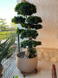 Bonsai