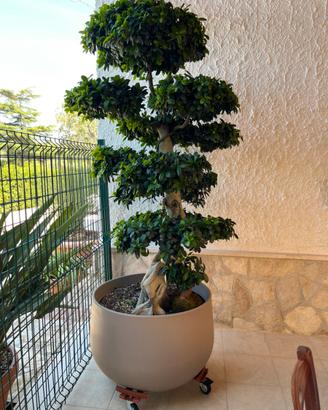 Bonsai