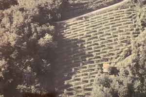 Uliveto terreno agricolo