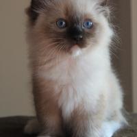 MEMPHIS, gattino razza RAGDOLL con pedigree