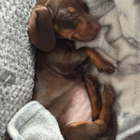 Bassotto nano cioccolato focato