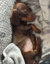 Bassotto nano cioccolato focato