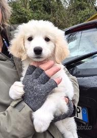 Cucciola 2 mesi e mezzo tg medio abbondante