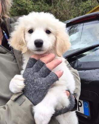 Cucciola 2 mesi e mezzo tg medio abbondante