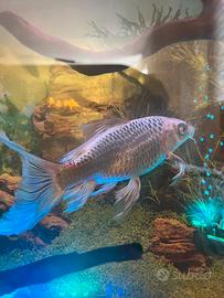Carpa butterfly bianca