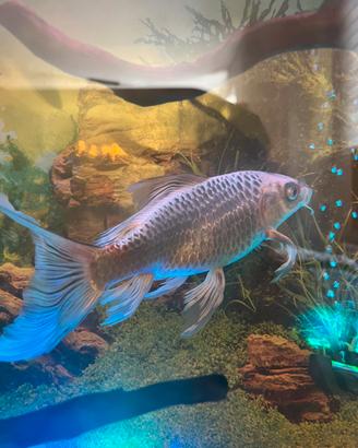 Carpa butterfly bianca