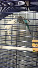 Pappagalli cocorite coppia con gabbia completa