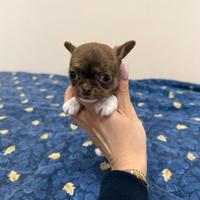 Chiuhuahua