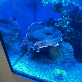 Corallo montipora foliosa rossa