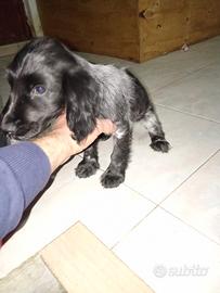 Cucciolo di cocker spaniel