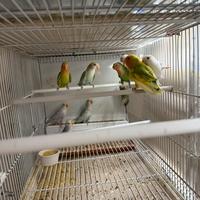 Inseparabili giovanissimi