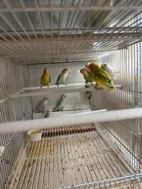 Inseparabili giovanissimi