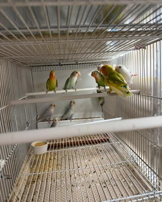 Inseparabili giovanissimi