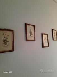 Quadretti  botanici