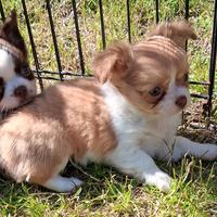 Femmine Simil Chihuahua