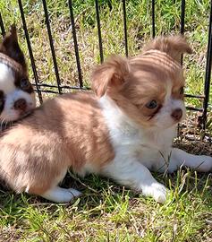 Femmine Simil Chihuahua