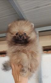 Spitz nano