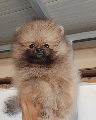 Spitz nano