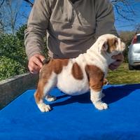 Cuccioli Bulldog inglese