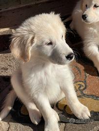 Ultimi cuccioli incrocio Labrador