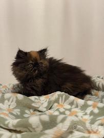 Gattino persiani