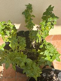 Basilico