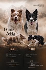 Border Collie