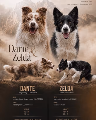 Border Collie