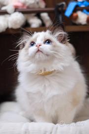 Cucciola ragdoll