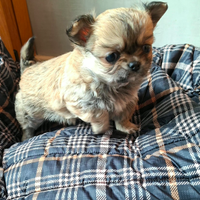 Chihuahua pelo lungo Pedigree Enci